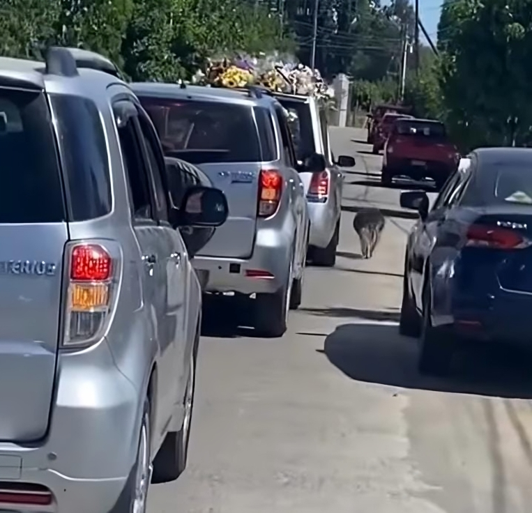 viral perrito acompano el cortejo funebre de su humano favorito video