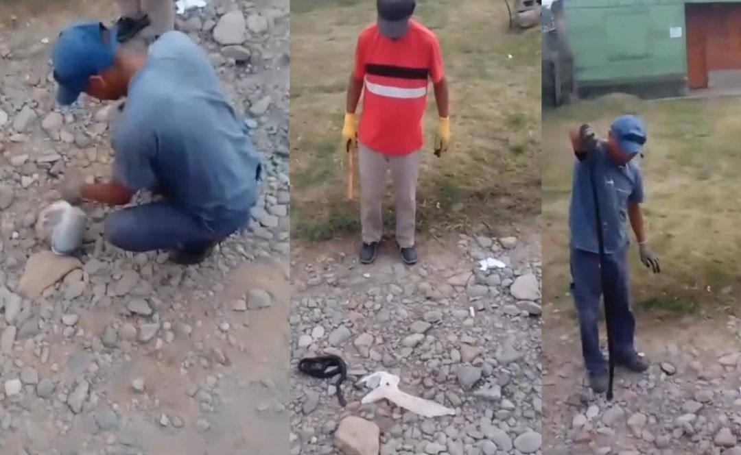 horror en metan peligrosa sorpresa en bolsa de basura para recolectores una vibora viva video
