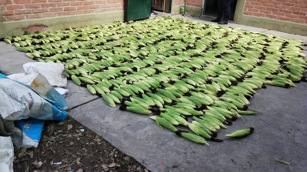 tipico en salta cosecharon los choclos de los vecinos y los pescaron