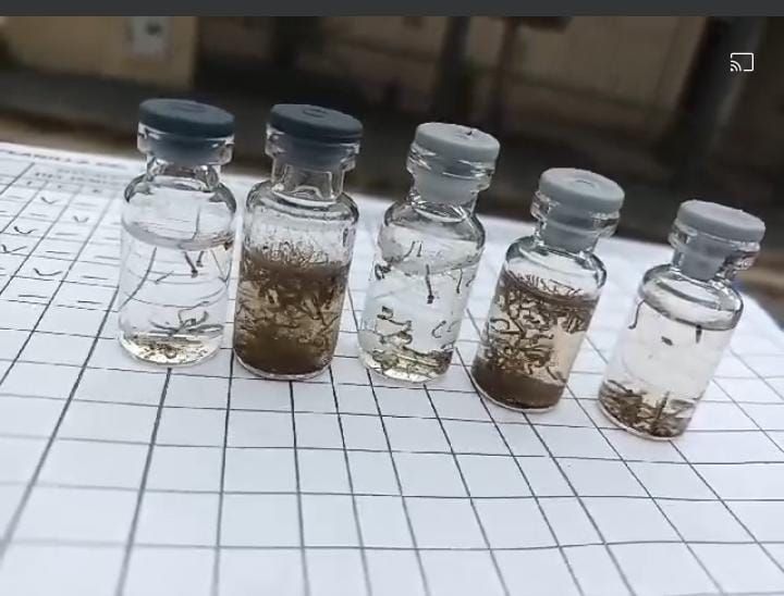 oran impresionante el intendente mostro larvas del mosquito del dengue extraidas de una pelopincho y de un balde video