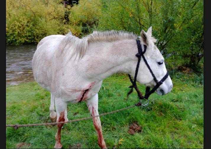 crueldad animal faenaron un caballo e hirieron de gravedad a otro en el bolson video imagenes sensibles