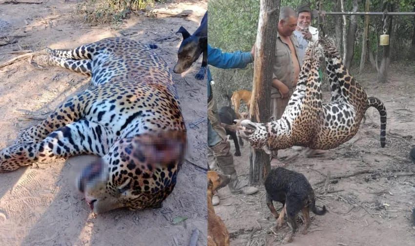 mataron y carnearon a uno de los cinco yaguaretes que habia en formosa