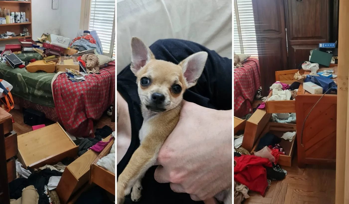 desvalijaron una casa en la plata y se llevaron hasta el perrito por el que ofrecen recompensa