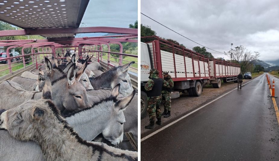interceptan camion con 58 burros sin papeles en pulares vuelven escoltados por la policia