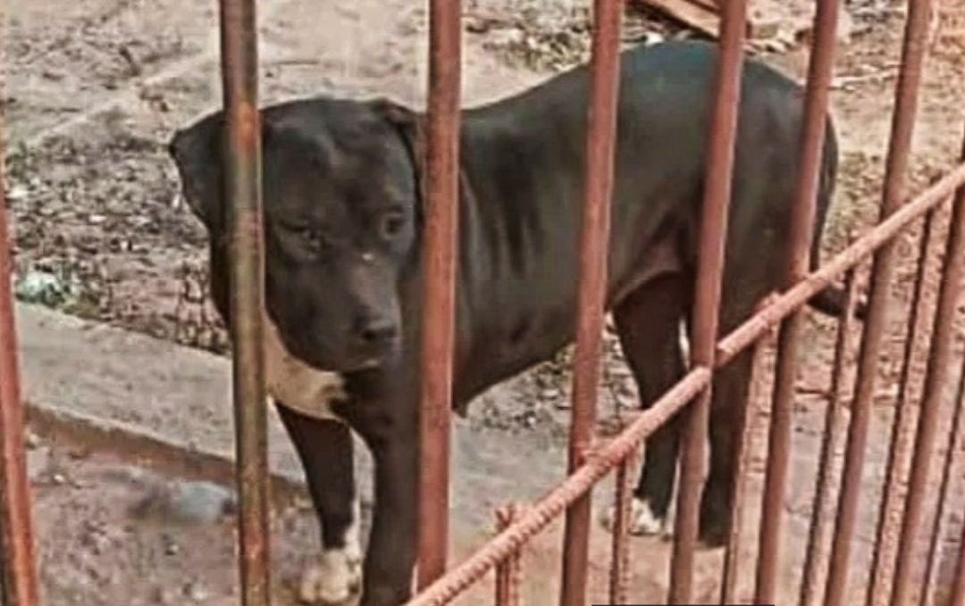 rosario de lerma prision domiciliaria para perra pitbull que asesino a 5 perritos