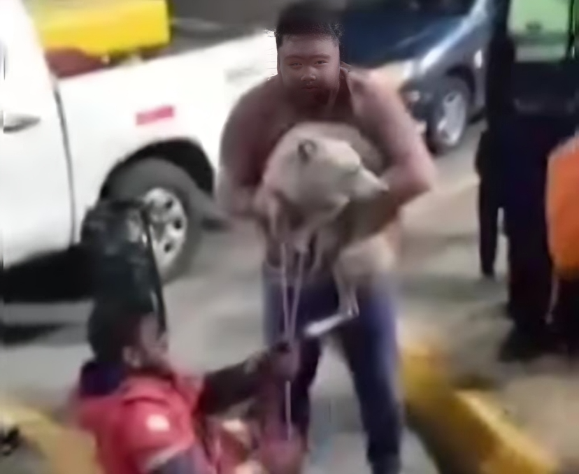 hermoso gesto de los bomberos voluntarios al rescatar a un perrito atrapado en una alcantarilla video