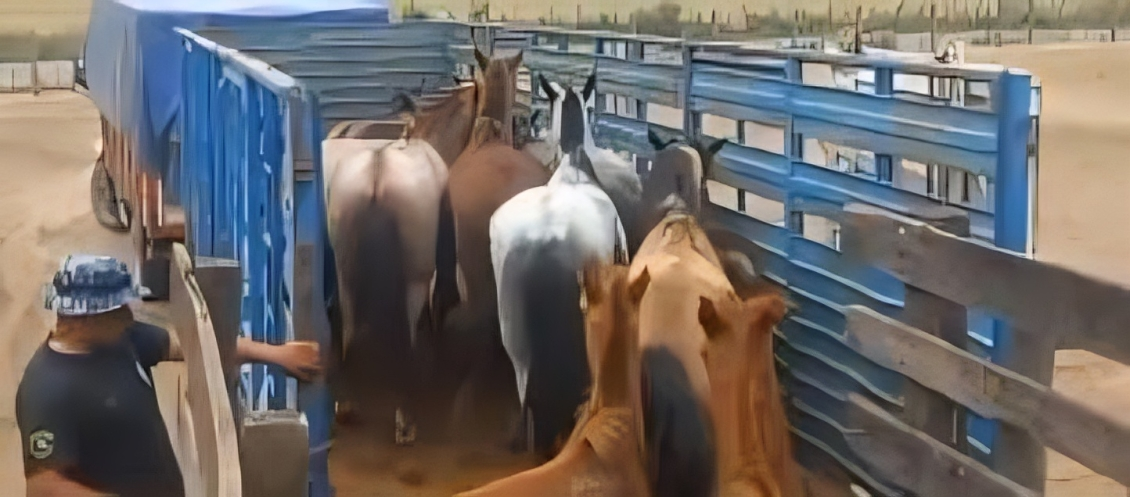 rosario de lerma incautaron caballos sueltos