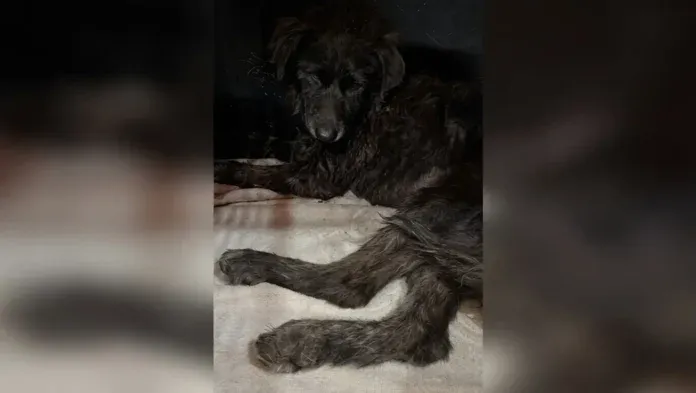 acusaron a la duena del perrito hercules por maltrato animal en rosario de lerma