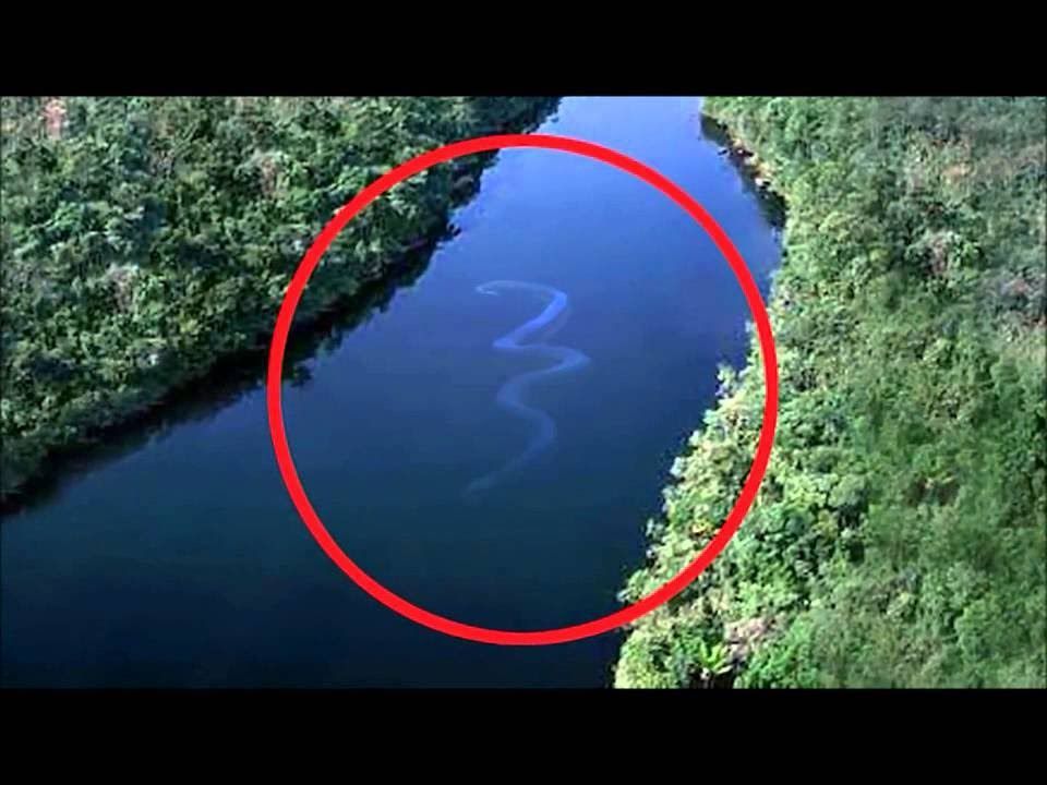 es viral tremendo susto en el amazonas por la aparicion de una anaconda gigante aqui el terrorifico video del momento