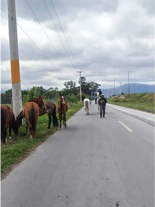 Retiraron 16 caballos sueltos de calles y rutas de seis localidades salteñas