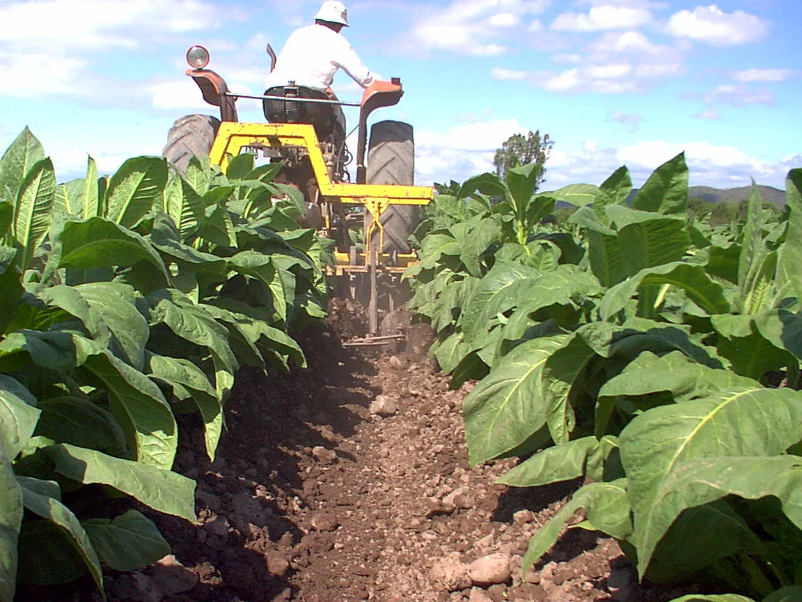 Un tractor trabaja entre plantas de tabaco en un campo de la provincia de Salta