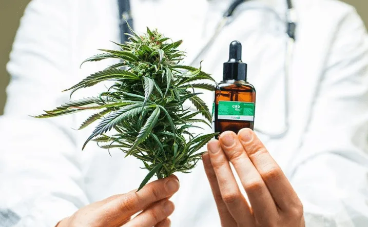 salta capital contara con un consejo asesor de cannabis medicinal