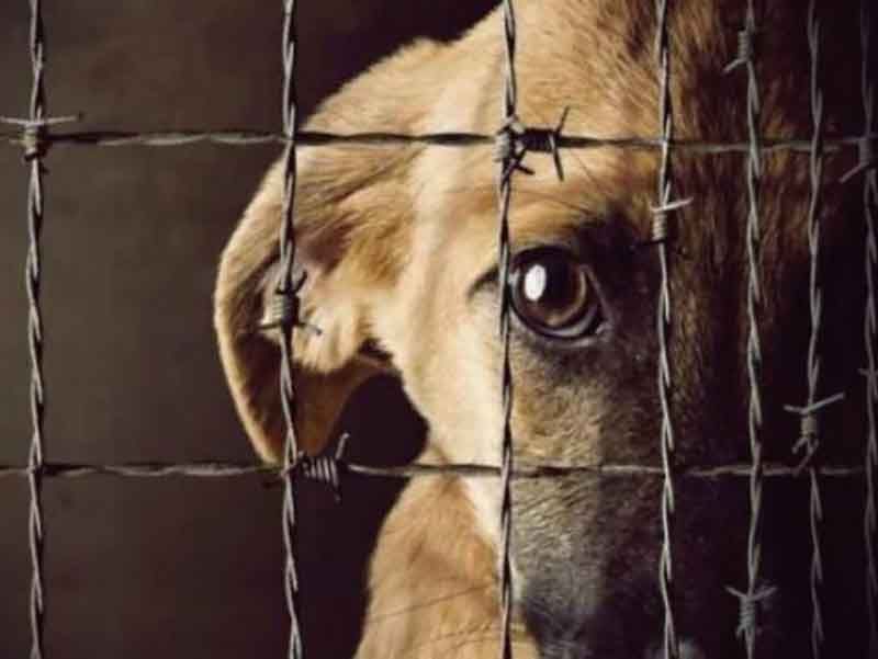 prision efectiva para el hombre que golpeo a un perro con un machete