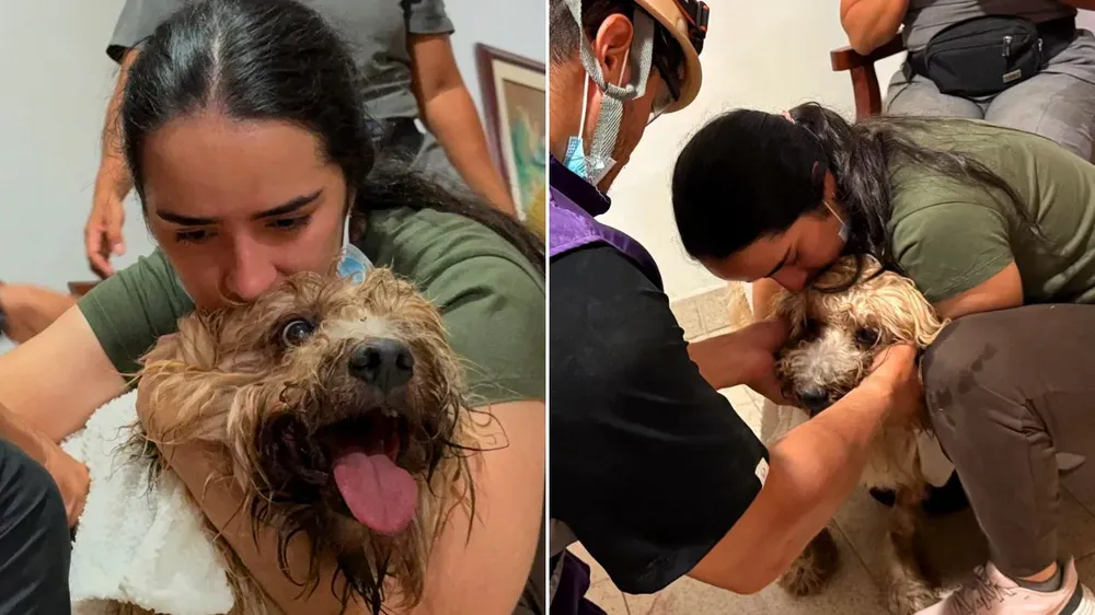 emotivo rescate de un perro que sobrevivio bajo los escombros en colombia ahora buscan a sus duenas