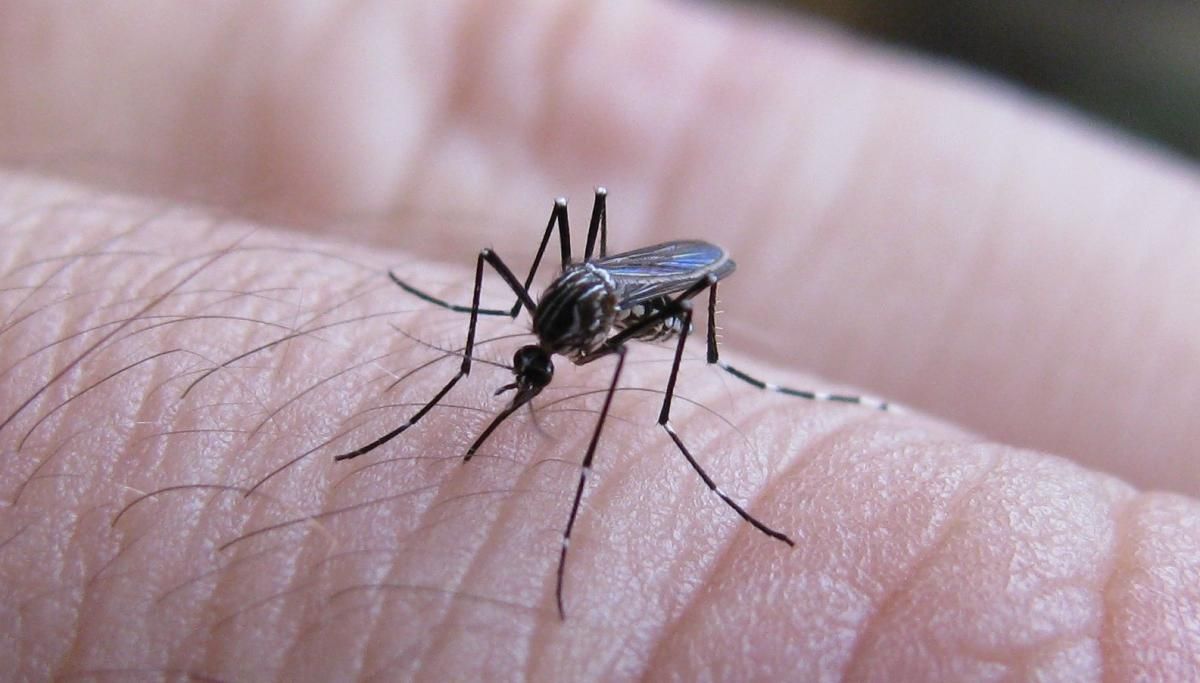 una mujer de chaco llego a guemes infectado de dengue es el primer caso importado en salta