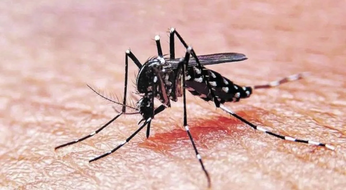 Dengue en Salta: desde el 1 de octubre empieza la fase de alerta temprana