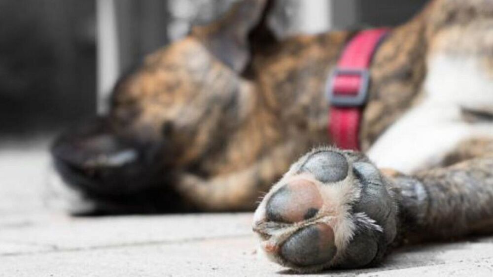 cerrillos encontraron al energumeno que ataco a su perro a mechetazos