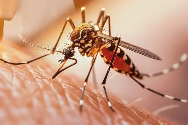 salud recomienda vacunarse contra la fiebre amarilla en zonas de riesgo