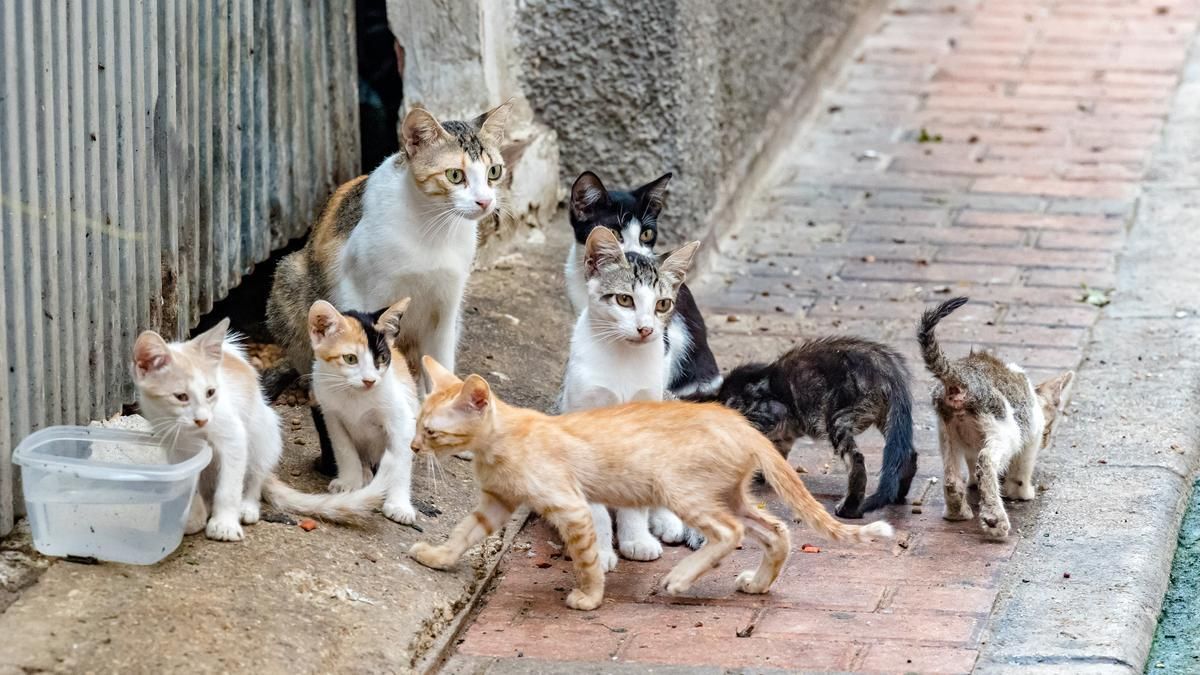 salta analiza incorporar tramperas para controlar el crecimiento de gatos callejeros