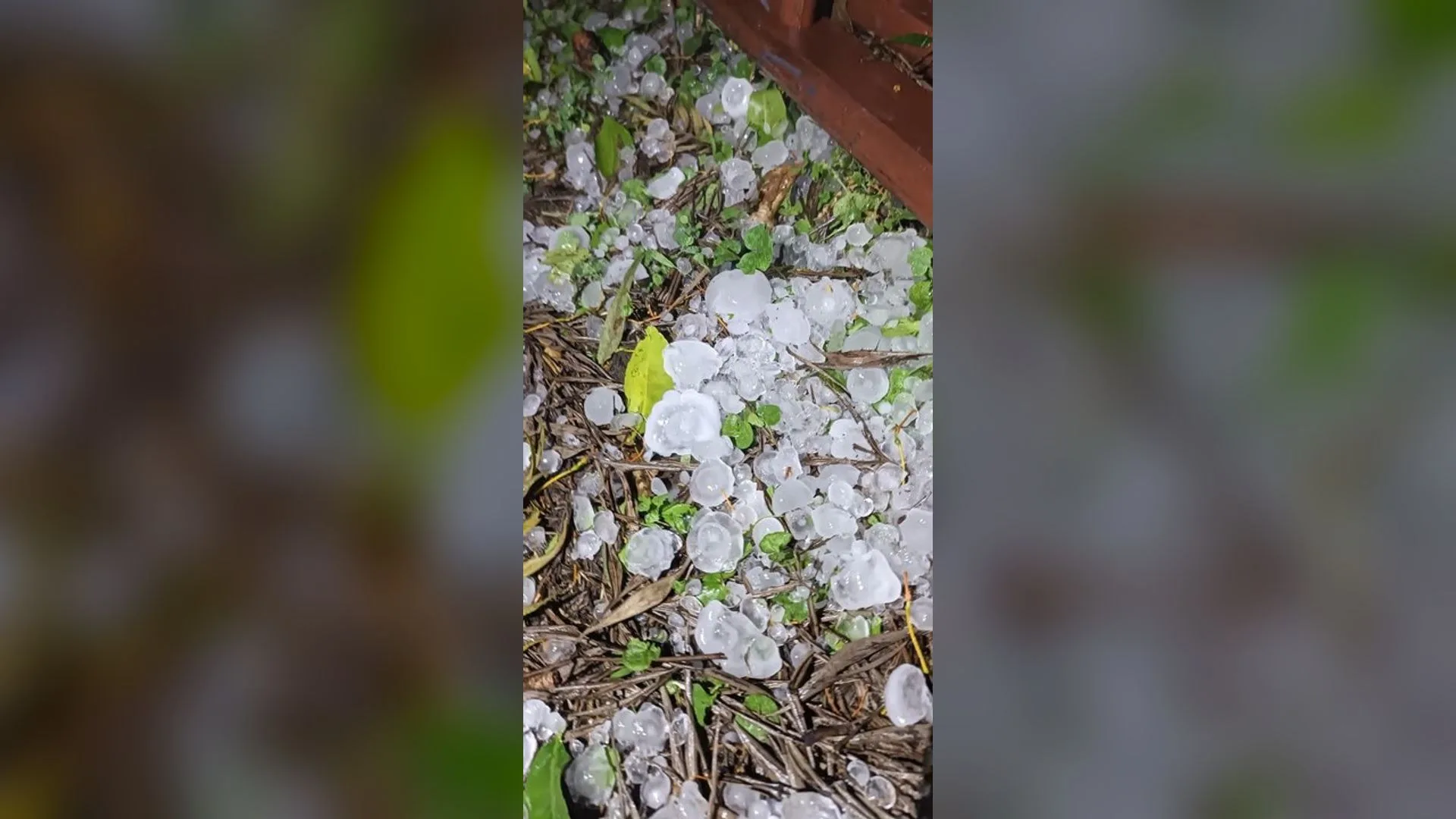 Piedras de granizo grandes acumuladas sobre pasto y hojas, en una toma vertical de noche