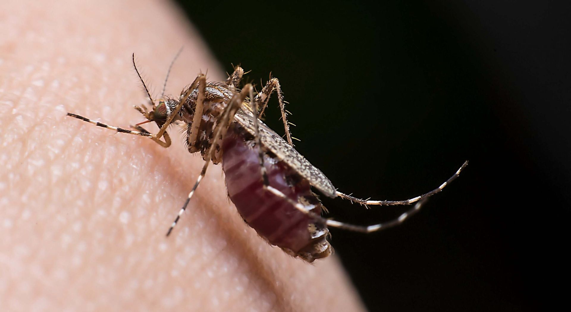 chikungunya en salta ya hay 225 casos y el foco sigue en el norte provincial