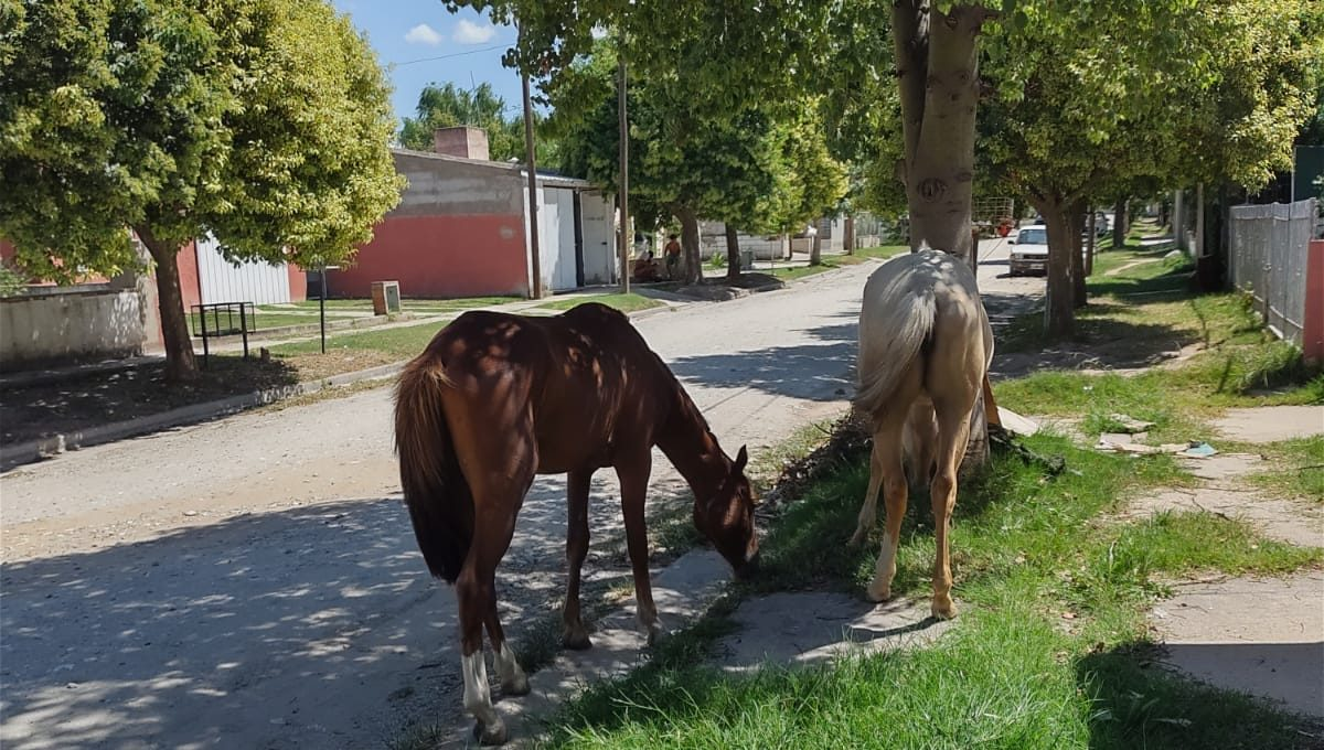 un caballo suelto le arranco la oreja de una mordida a un nene de 7 anos