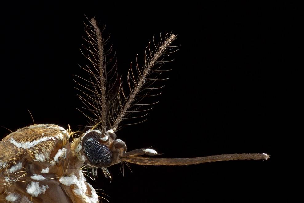salavador mazza una mutacion del mosquito del dengue lo hace 10 veces mas resistente