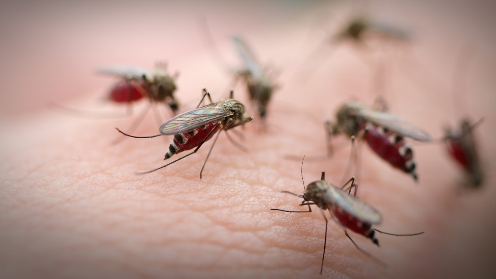 para combatir el dengue en salta utilizaran mosquitos castrados que no pican