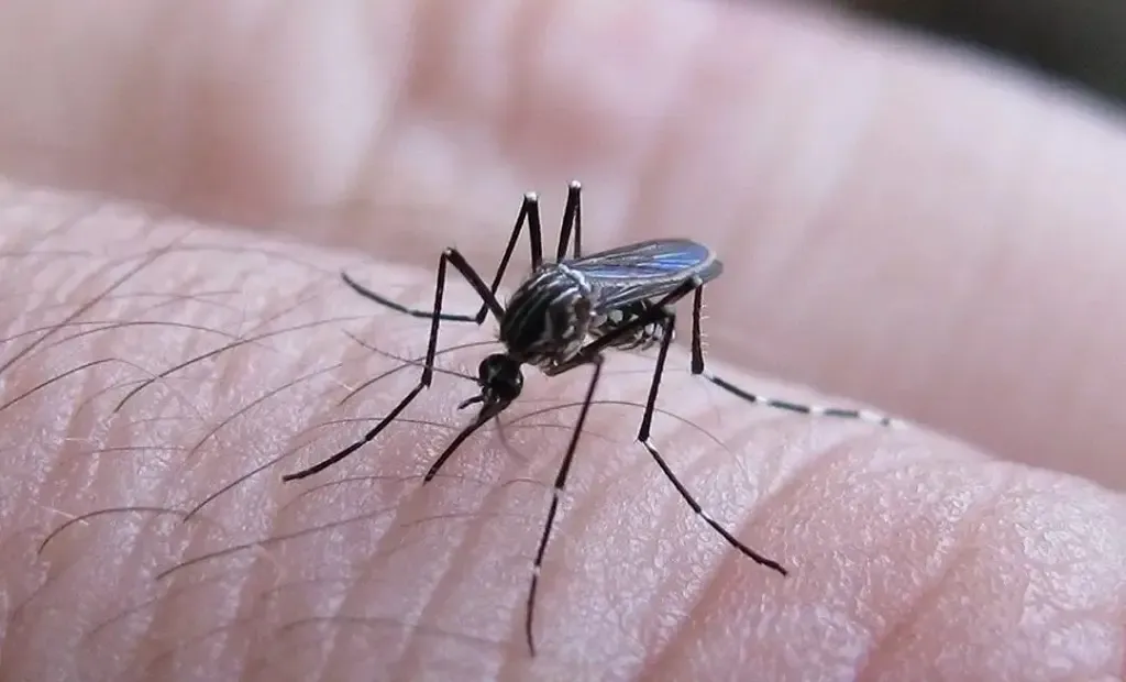 preocupa el avance del chikungunya ya hay mas de mil casos en san martin