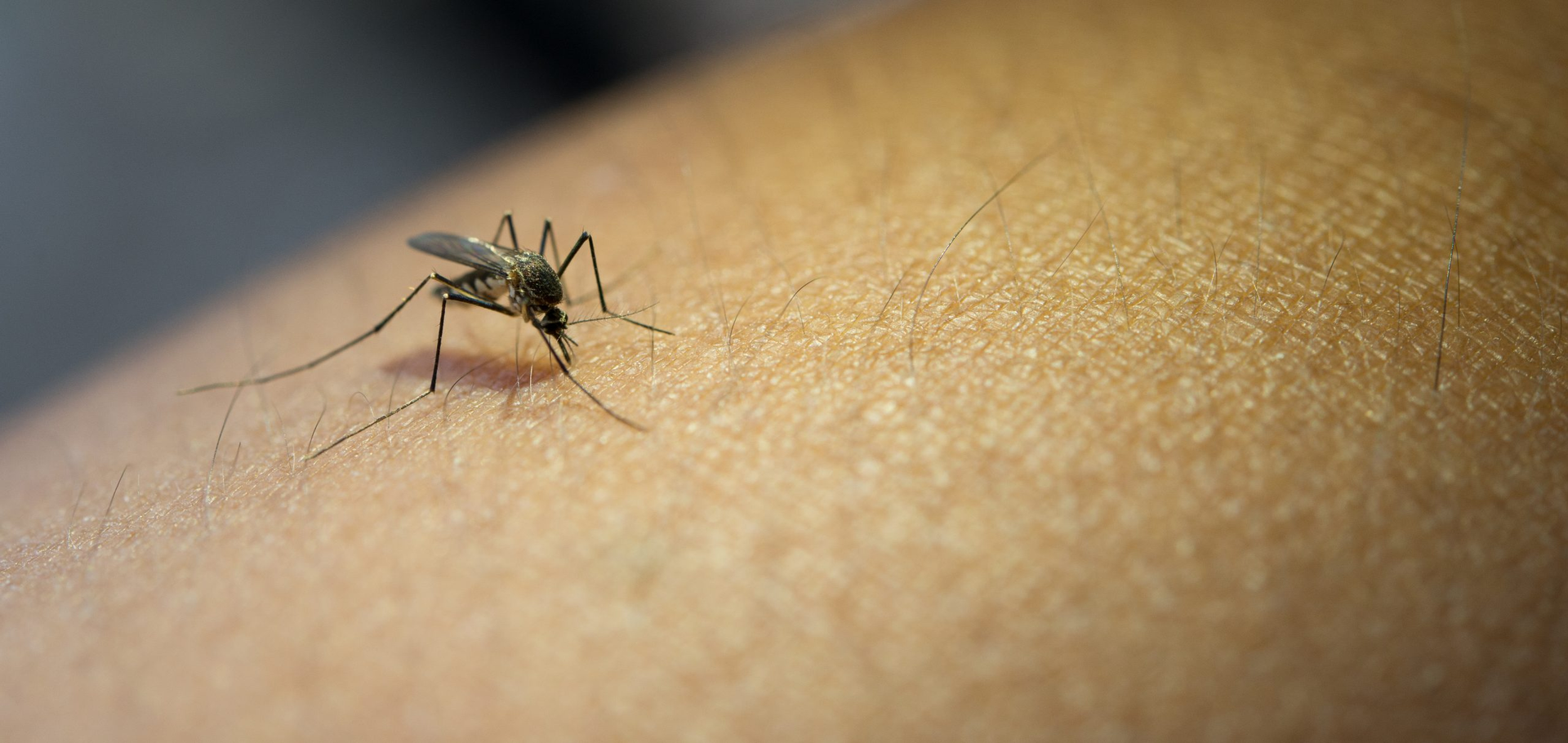 infectologos anticipan que salta tendra circulacion sostenida de dengue todo el ano