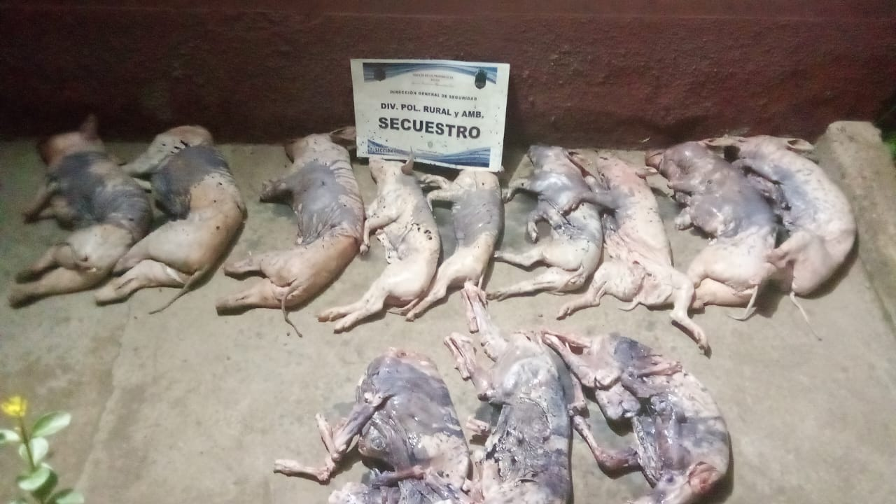 un asco en las fiestas prolifera el transporte y decomiso de carne en mal estado