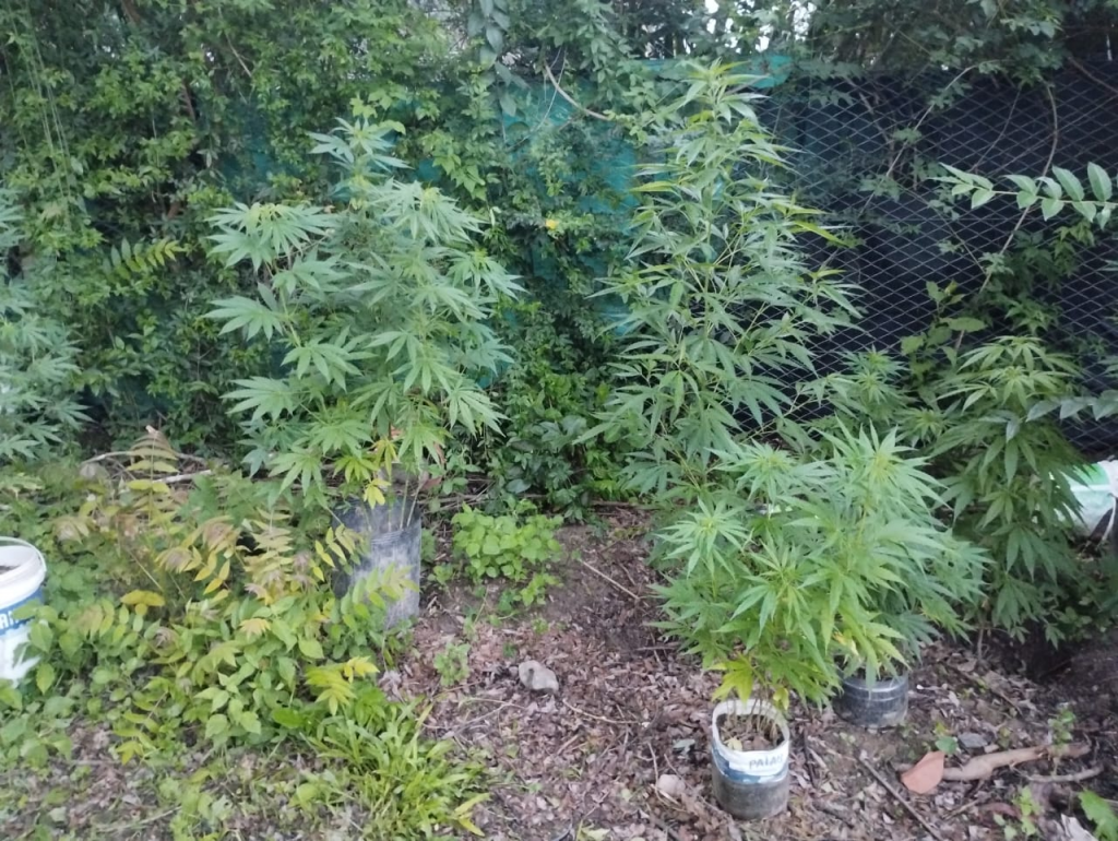 san lorenzo tenian una plantacion de marihuana en el fondo de su casa