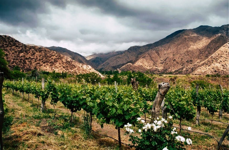 cafayate los detuvieron por entrar a robar uvas con una camioneta