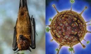un brote en la india del virus nipah de alta letalidad y sin cura pone en alerta a asia
