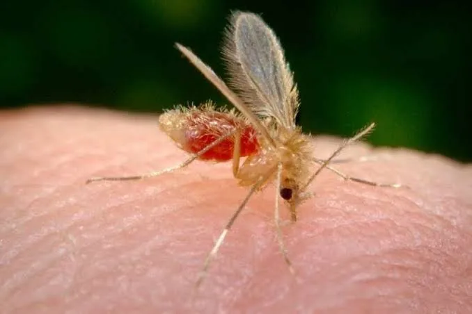 Suman siete los casos de leishmaniasis mucocutánea en la provincia