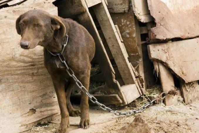 quienes abandonen o maltraten animales no podran obtener su carnet de conducir en salta