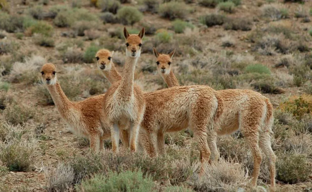 Jujuy investiga la matanza de vicuñas y pide ayuda a Gendarmería