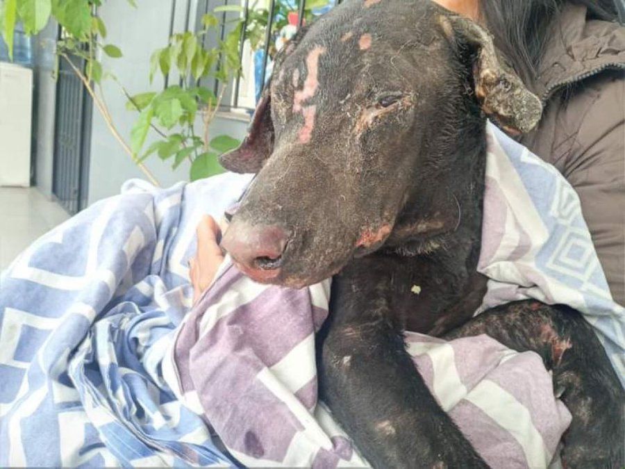 caso zeus sera acusada por quemar a un perro y matar a un gato