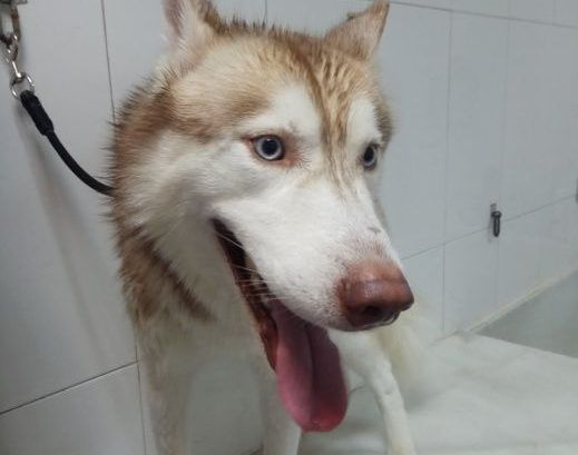 alarma en el norte aumentan los casos de leishmaniasis canina en salta