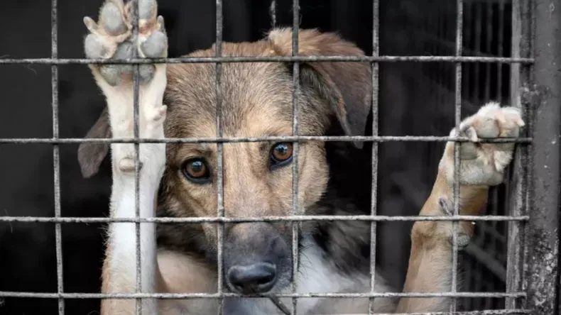 la legislatura saltena tiene 11 proyectos para reforzar la proteccion animal