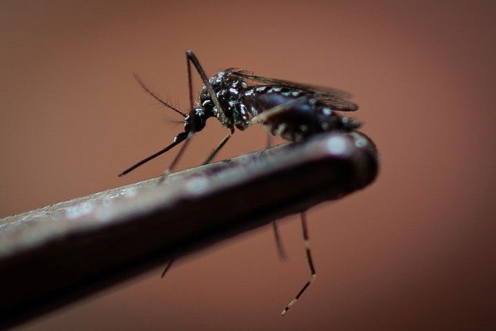 preocupa la falta de recursos para la campana de prevencion contra el dengue