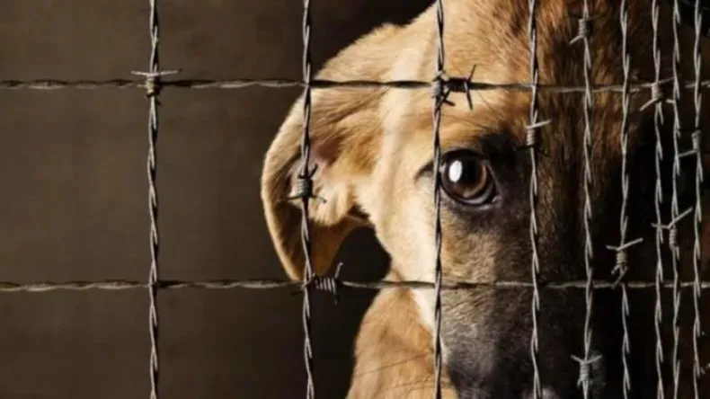 condenaron a tres anos de prision condicional a un hombre por maltrato animal