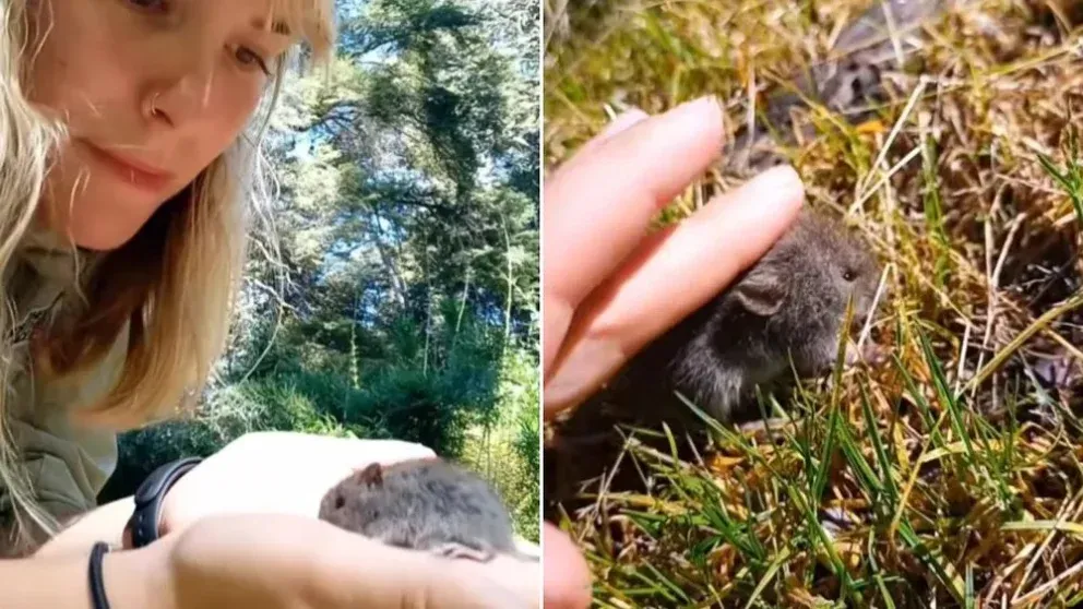 polemica en bariloche una influencer acaricio a un raton colilargo el transmisor del hantavirus