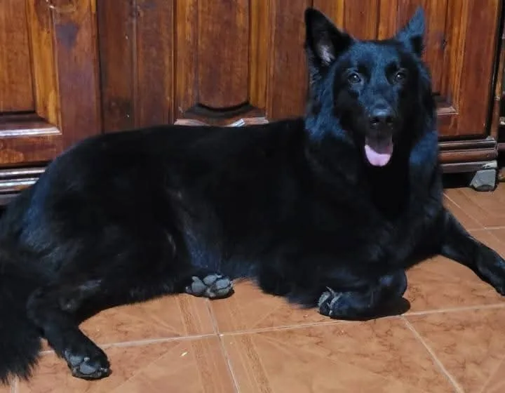 Mora, una perra ovejera belga de pelaje negro, echada sobre un piso de cerámica frente a un mueble de madera
