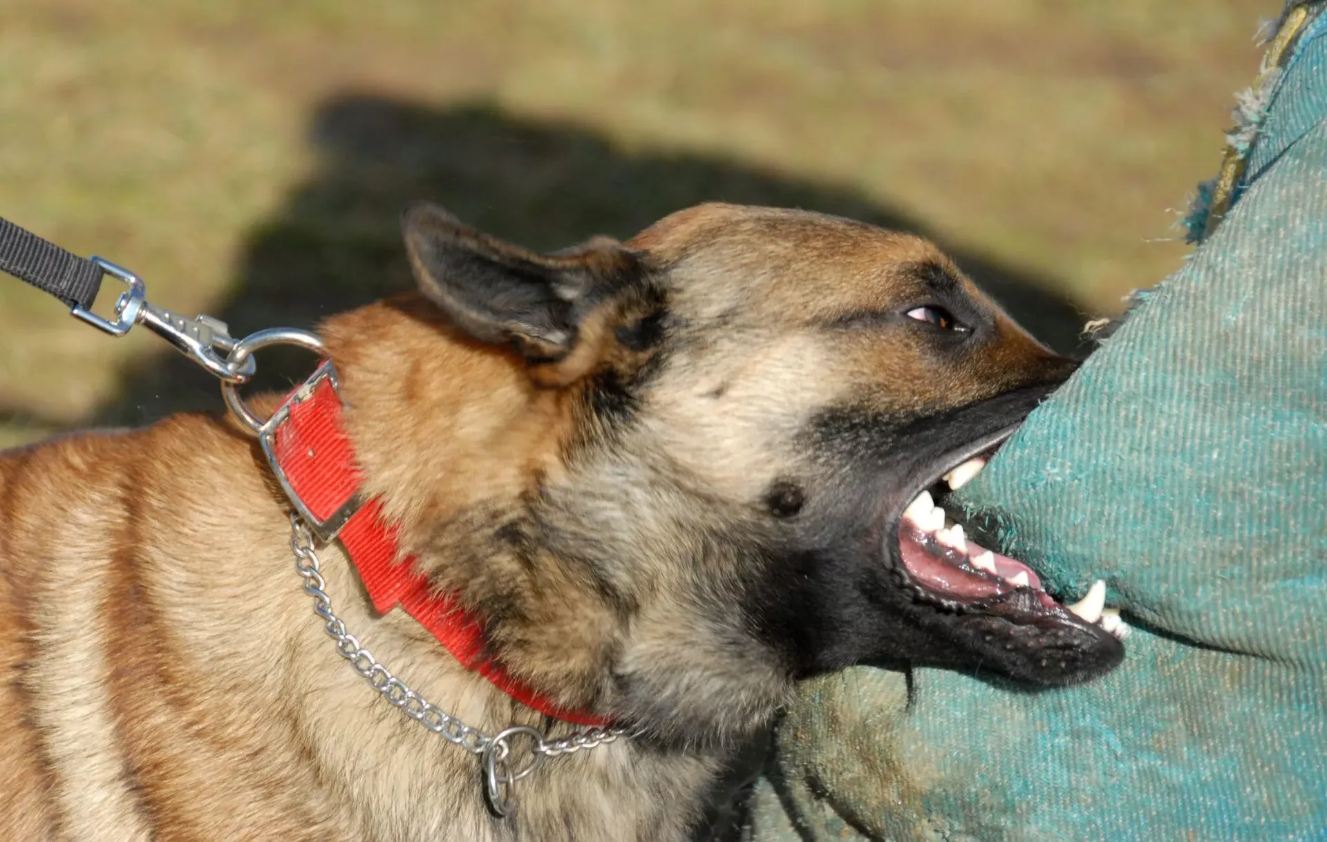 casi mil mordeduras de perros en un ano alertan por riesgo sanitario y secuelas permanentes