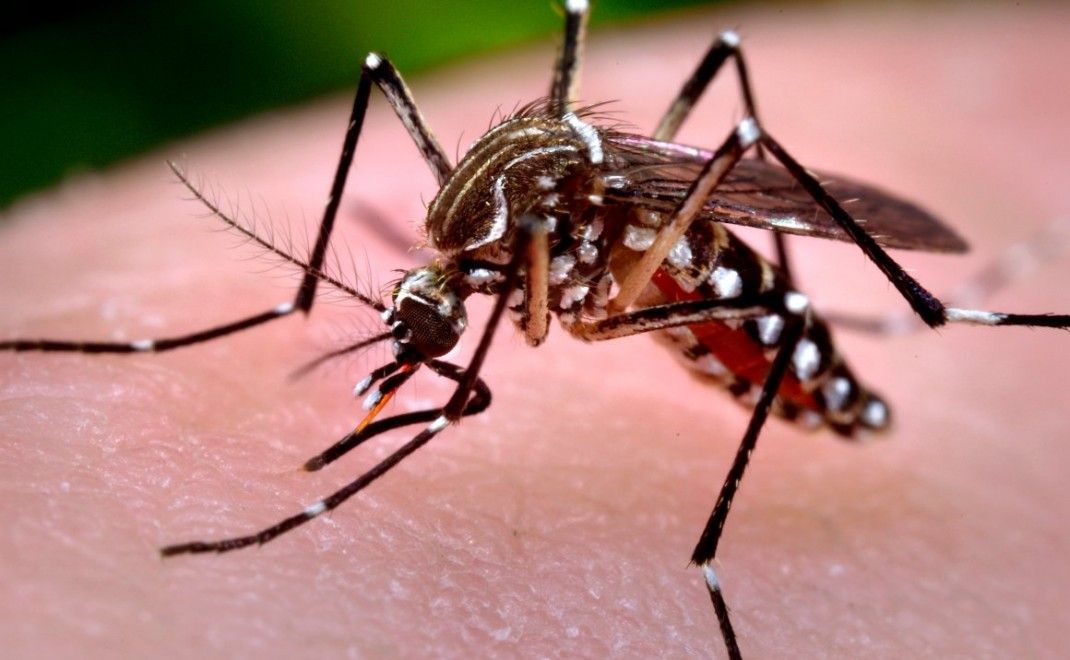 salta y bolivia coordinan acciones ante el avance del chikungunya en la frontera