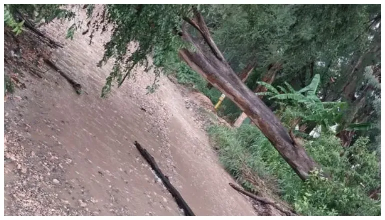 temporal y apagones arboles caidos dejaron sin energia a barrios y pueblos saltenos