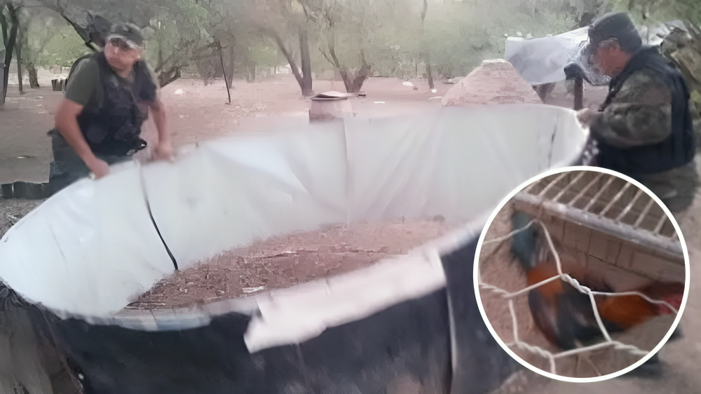 el potrero desarticularon una banda que se dedicaba a organizar rinas de gallos