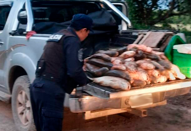 guachipas detuvieron a pescadores furtivos con mas de cien bagres y sabalos