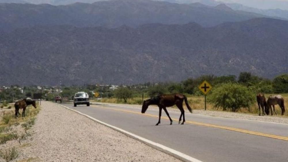 caballos a la deriva operativo policial retiro 13 animales sueltos de calles y rutas